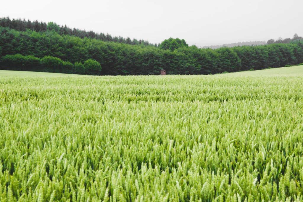 Expansive wheat field in rural Germany with a dense forest backdrop.
